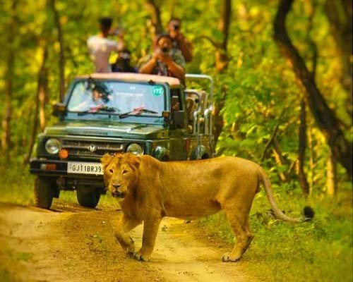 Gir National Park
